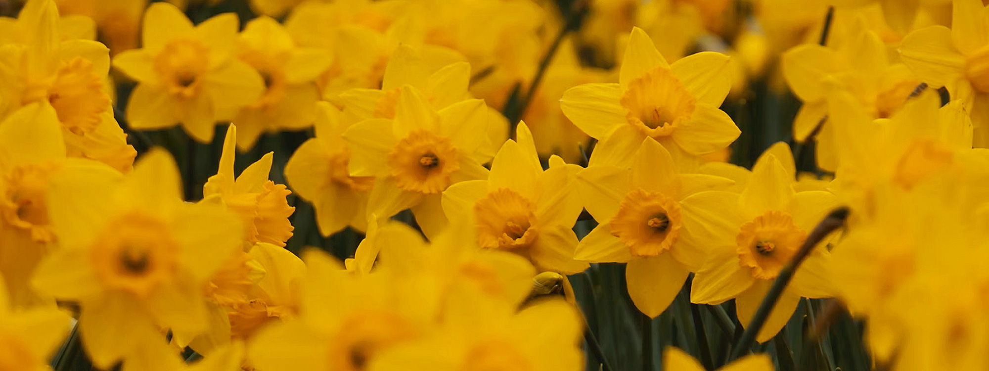 Pray for Ukraine*
*
Prayer